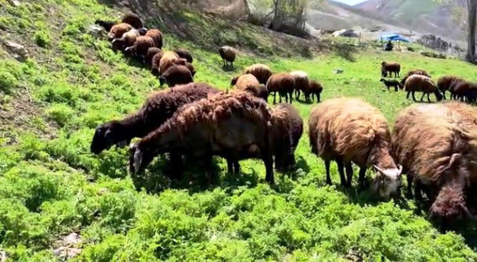 Besicilerde 'bahar' mutluluğu