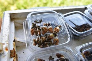 Büyükşehir'inin ana arıları yeni evlerine uçtu