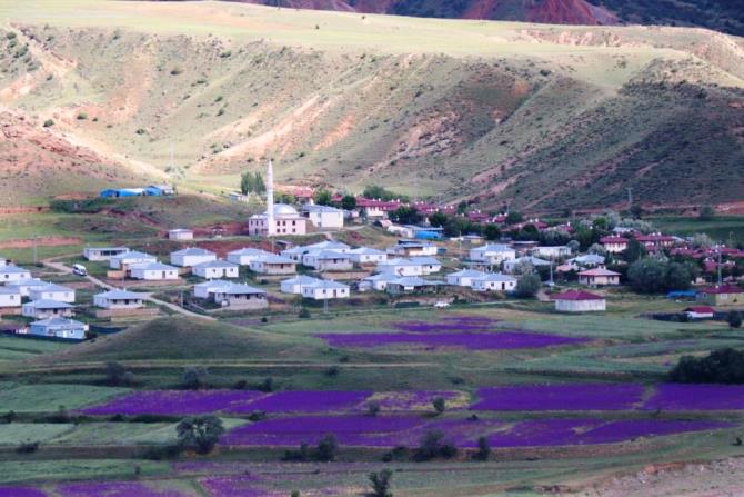 Sağanaklar doğayı mor'a boyadı