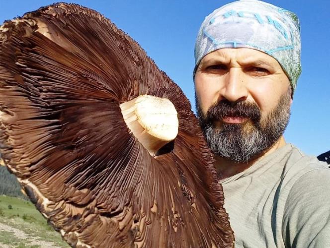 6 kiloluk devasa mantarlar görenleri şaşırttı