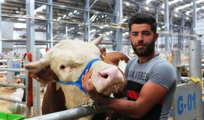 Bir tonluk kilosuyla canlı hayvan pazarının gözdesi oldu