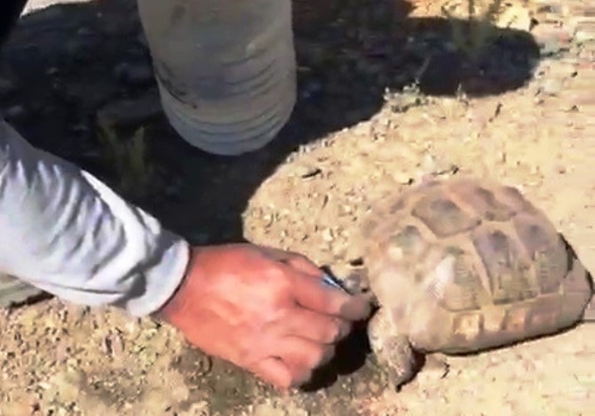 Sıcaktan bayılan kaplumbağaya elleriyle su içirdi