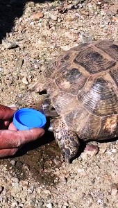 Sıcaktan bayılan kaplumbağaya elleriyle su içirdi