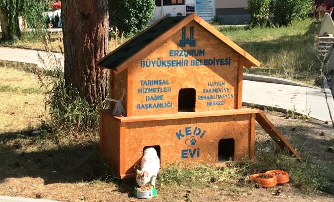 Büyükşehir il genelinde 68 noktaya kedi evi kurdu