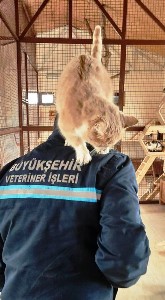 Büyükşehir il genelinde 68 noktaya kedi evi kurdu