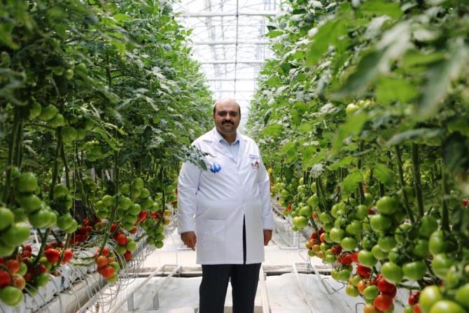 Erzurum'da jeotermal enerjiyle Türkiye’nin en ucuz domatesi üretiliyor