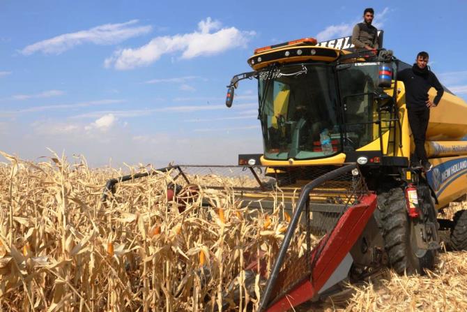 Erzurum’da ilk defa danelik mısır hasadı yapıldı