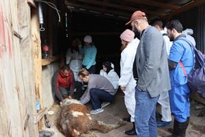 Köy köy dolaşıp hasta hayvanları tedavi ediyorlar