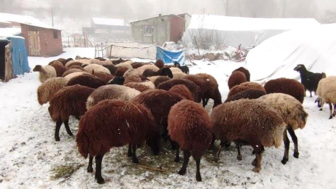 Erzurum’da kar yüzünü gösterdi.. Aşkale’de kar yağışı etkili oluyor