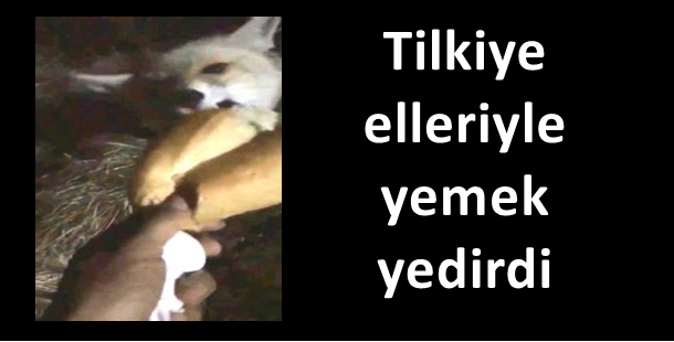 Tilkiye elleriyle yemek yedirdi