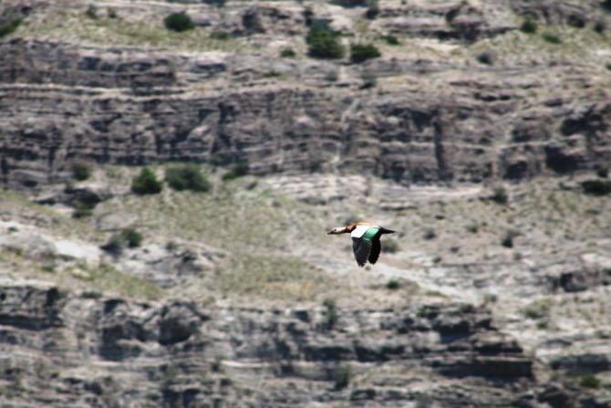 Erzurum’da büyük ak balıkçıl dron ile görüntülendi