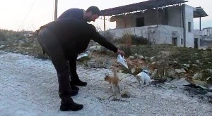 Erzurum Valiliği deprem bölgesindeki sokak hayvanlarını unutmadı