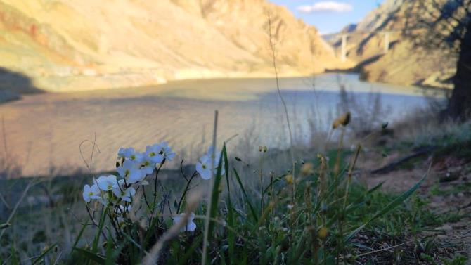 Yusufeli baraj suları, Erzurum sınırına dayandı