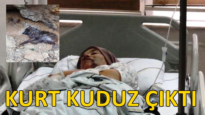 Tortum'da 5 kişiyi yaralayan kurt kuduz çıktı