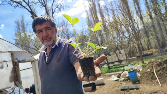 Bahçesinde 300 bin doğal fide üretip Türkiye'nin her yerine gönderiyor