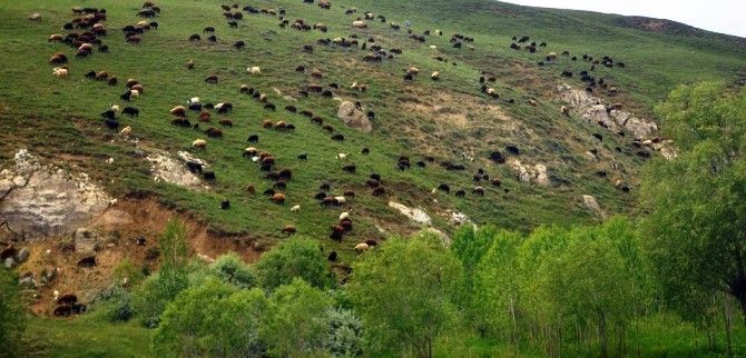 Türkiye’nin en büyük çayır ve mera alanları Erzurum’da