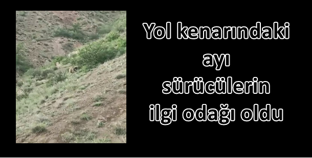 Yol kenarındaki ayı, sürücülerin ilgi odağı oldu