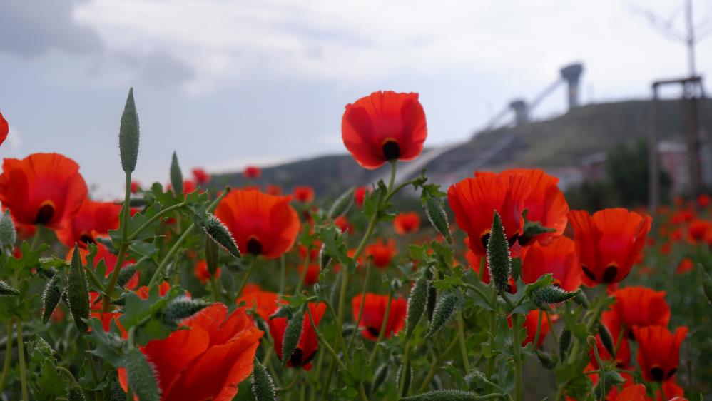 Kampüste gelincik şöleni