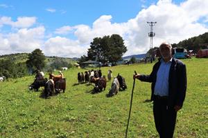 Şirankes festivalinde keçilerin müzik keyfi