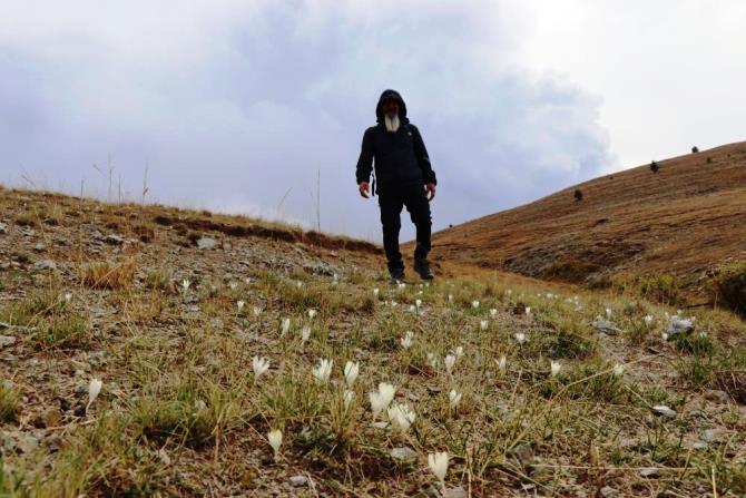 Bu çiçekler yaylalardan 'vargit' diyor