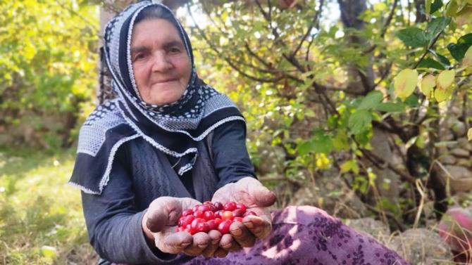 Şifa deposu kızılcıkta hasat vakti