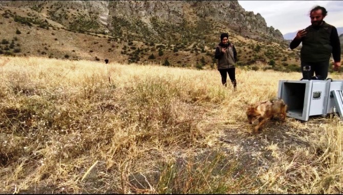 Kalçası kırılan çakal tedavi edilerek doğaya bırakıldı