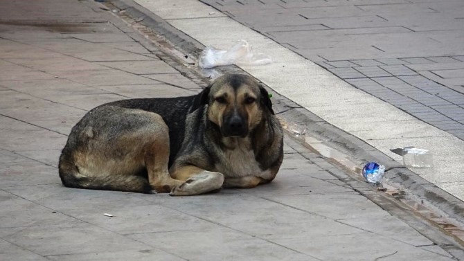 "Kuduz hastalığı ölümcül olabilir"