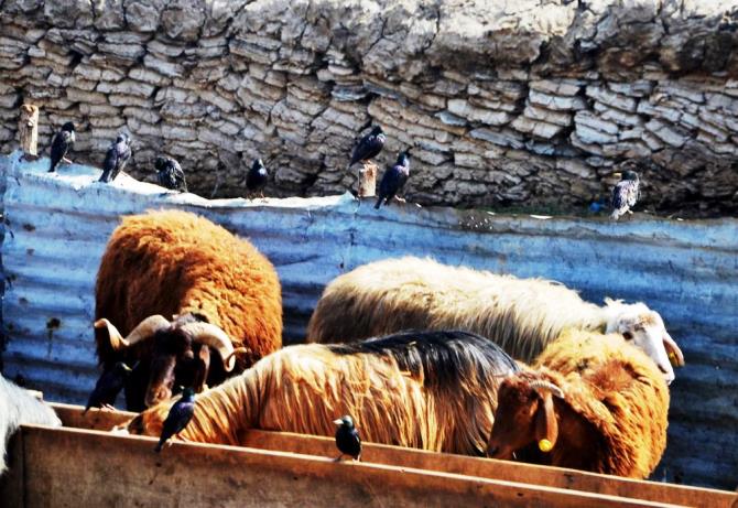 “Erzurum’da hayvan yetiştiriciliğinin güçlü yanları var”