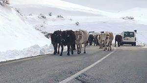 Yaylacıların dönüş yolu çilesi