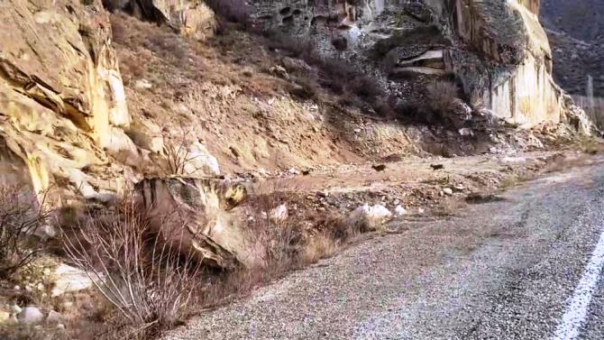 Dağ keçileri yol kenarına indi