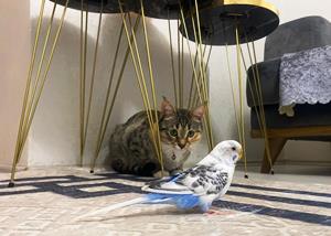 Erzurum’da kedi ile muhabbet kuşunun dostluğu gülümsetiyor