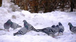 Aç kalan güvercinleri esnaf ve vatandaş besliyor