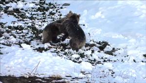 Boz ayıların kar eğlencesi
