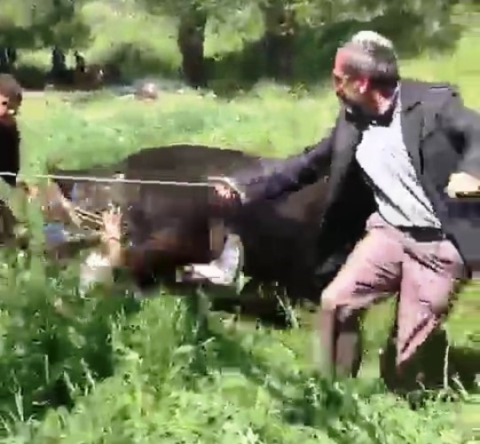 Erzurum'da kaçan kurbanlık iki kişiyi yaraladı