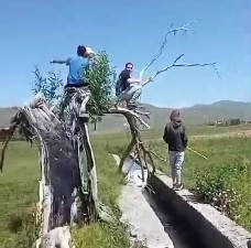 Erzurum'da kaçan kurbanlık iki kişiyi yaraladı