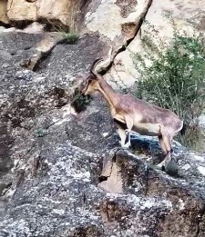 Dağ keçileri kameralara yansıdı