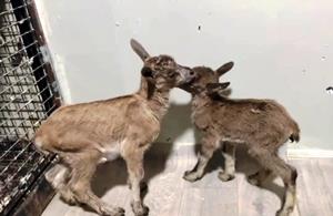 Yavru yaban keçilerinin süt kardeşliği
