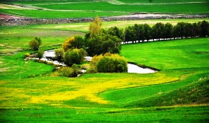 Doğu orman fakiri