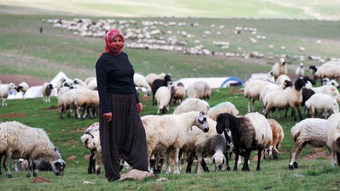 Erzurum'da 3 bin rakımda 3 yüz çadır kurulu