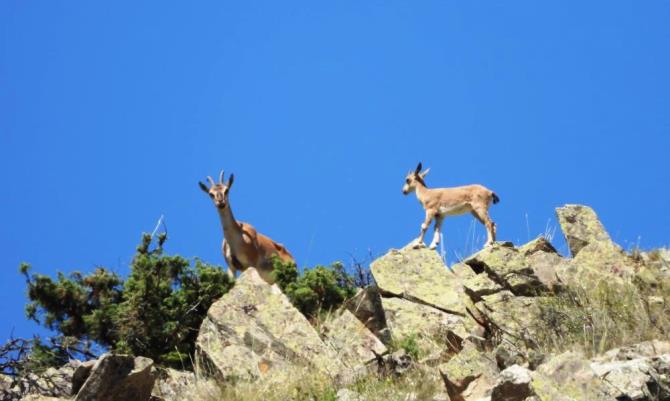 Erzurum’da yaban keçileri tek tek sayılıyor