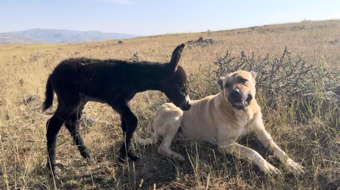 'Kral' bu kez sürünün eşeğine sahip çıktı