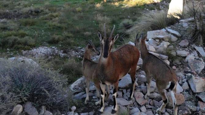 Dağ keçileri ve yavruları görüntülendi