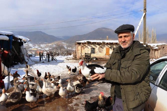 Bitki halde bulunan yaban kazı, misafir edildiği kümeste bir günde hakimiyet kurmaya çalıştı