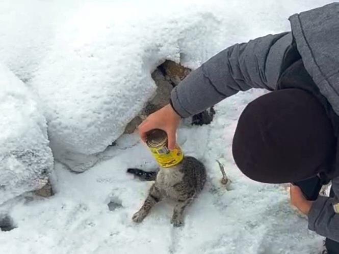 Başı konserve kutusuna sıkışan kediyi yoldan geçen iki kardeş kurtardı