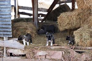 Kuyruksuz köpek yavruları sahiplerini şaşırttı