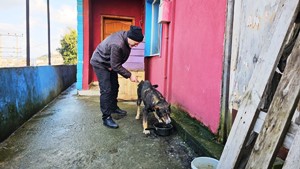 Köpeğin vefası herkesi duygulandırdı