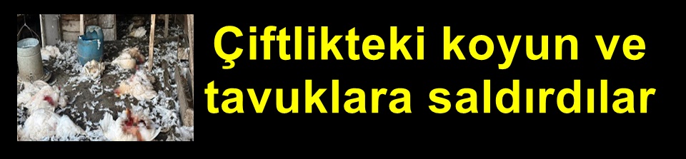 Bursa’da başıboş köpekler çiftlikteki koyun ve tavuklara saldırdı