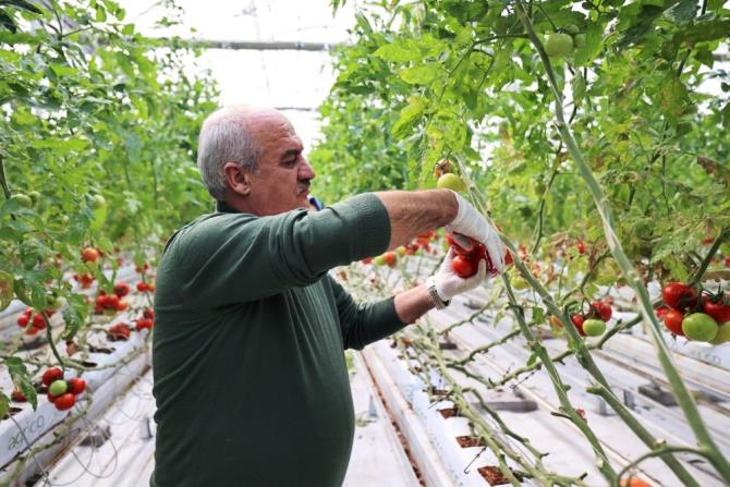 Aziziye’nin termal seralarında yeni dönem