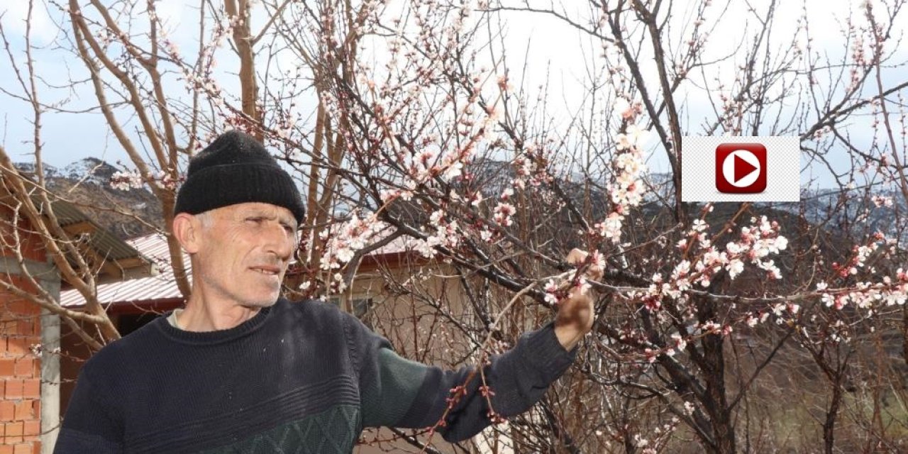 Kar yağışı meyve ağaçlarını üşüttü