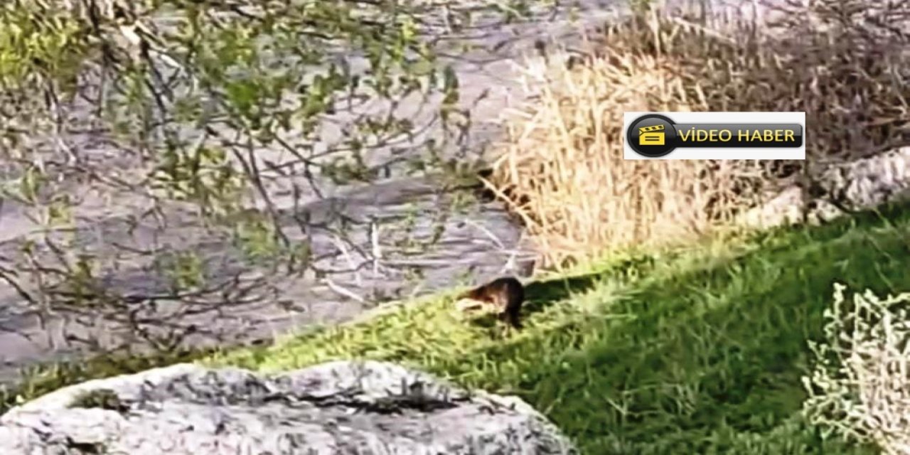 Aşkale'de su samuru görüntülendi